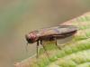 Agrilus sp.